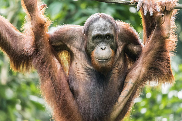 © Claire Donner / Greenpeace